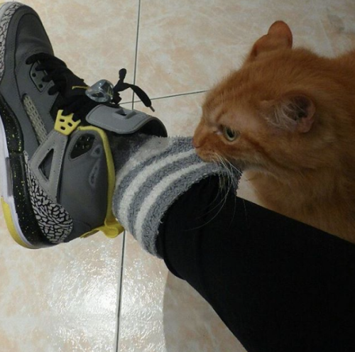 catsbeaversandducks: Lock Up Your Socks: Homer Is Here “Hi! My name is Homer, I have OCSD (Obsessive-Compulsive Sock Disorder) and I like it.” Photos by Homer Le Chat 