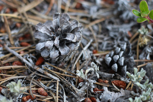 Autumnal Treasures: Raindrops, Berries, Rose HIps, Pine Cones; Shoshone National Forest, Wyomingby r