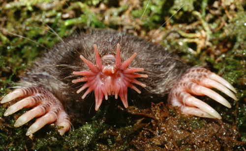 fuckyeahfluiddynamics: You’d be forgiven for thinking that the star-nosed mole looks funny. It