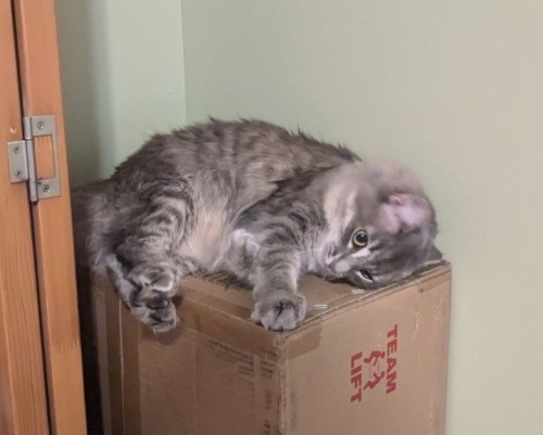 Small Cat. Call That A Smat