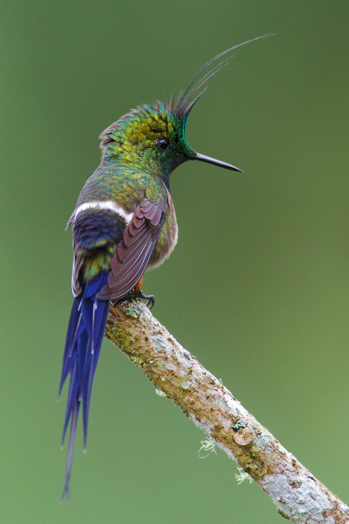 biology-online:
“Hummingbirds such as the stunning Wire-crested Thorntail go into torpor at night to conserve energy. Torpor is a hibernation-like state where body temperature and metabolic rate are reduced. / via
”