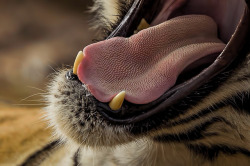 sixpenceee:  A tiger’s tongue is very coarse.