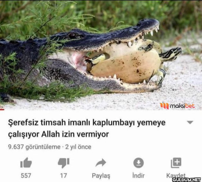 172 Şerefsiz timsah imanlı...