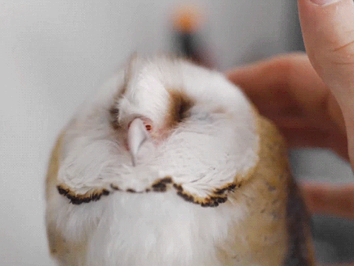 is-the-owl-vid-cute: vork—m: Barn Owl Extreme Cuteness (x) Is the owl video gifset cute?Rating