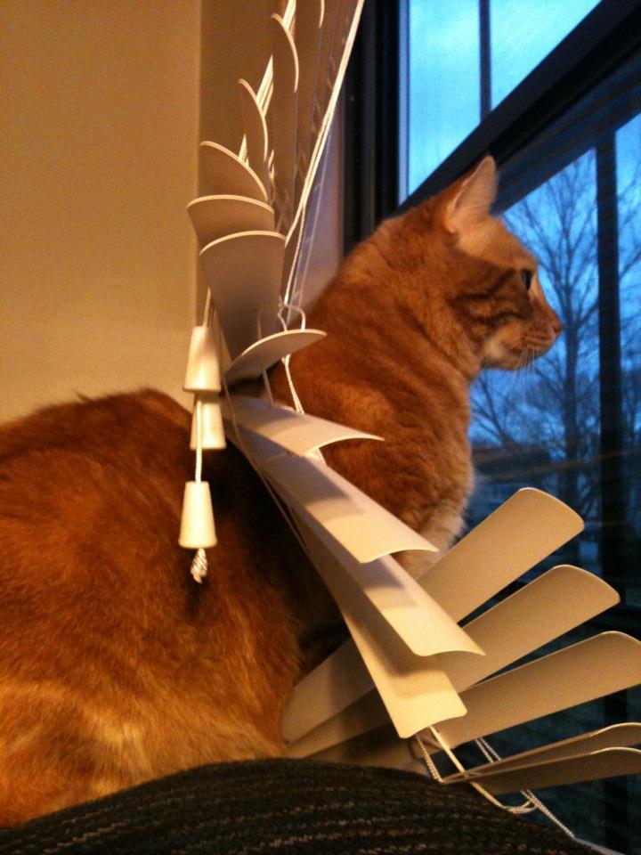 getoutoftherecat:  why cat? just why?  