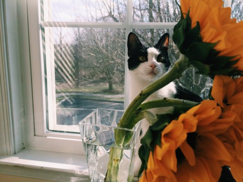 fruitygogh:  maisy approves of my new sunnies