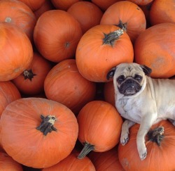 funkd:  pugkin patch