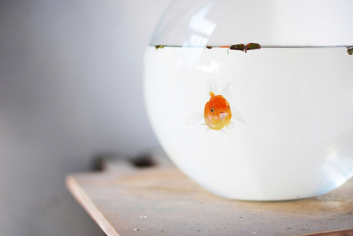 cyan0sis:  Hello Goldie by SingC on Flickr. 