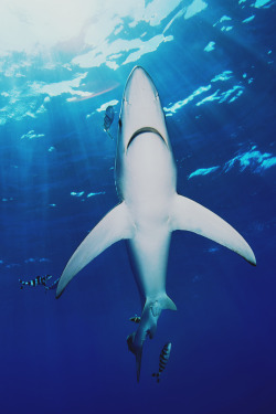 mstrkrftz:  Blue Shark - Azores by James Scott 