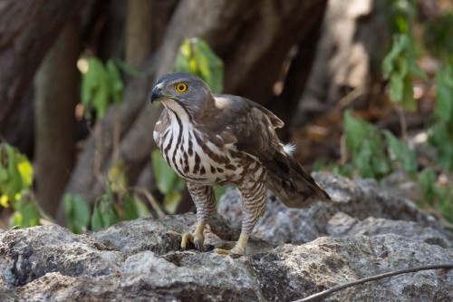 Crested Goshawk (Accipiter trivirgatus) © Rachata Kietsirikul