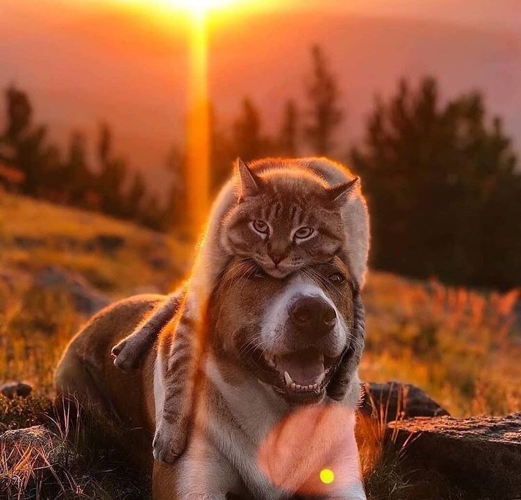 friendly-animals:  (Source)