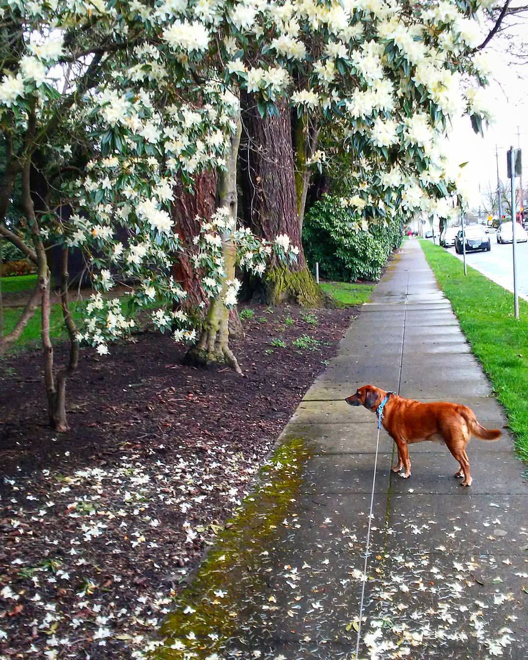 shitcray-aint-it-jay:  Spring💮🌸