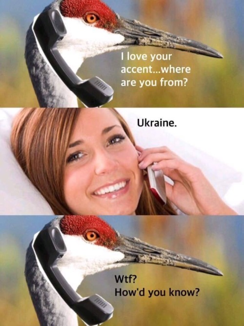 becausebirds:  How did you know?!