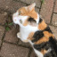 lederp-cat
