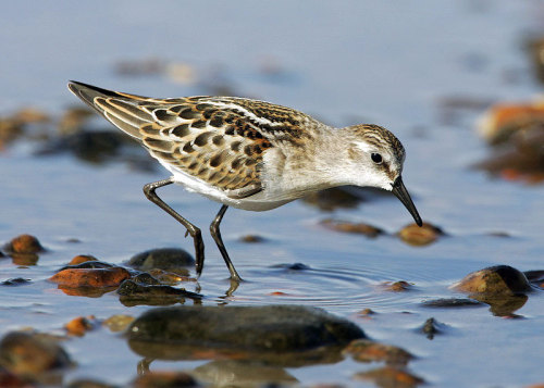 Little Stint (Calidris minuta) &gt;&gt;by Ray Hall