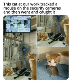 thekindlygrammarfairy: rebel-potato:  omghotmemes:  Head of security  GIVE 👏HIM 👏 A👏 RAISE👏  Can we talk about how cool this is? Cats are evolutionary predisposed to really like watching places from a vantage point. Domestic cats do this via