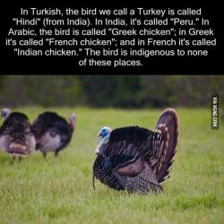 blazes-of-glory:  tabbydragon: I love that everyone looked at the turkey and asked themselves “who is responsible for this thing?” And then everyone pointed at everyone else. 