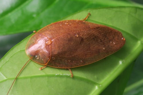 onenicebugperday:Cockroaches and nymphs in the genus Pseudophoraspis Found in Southeast AsiaPho