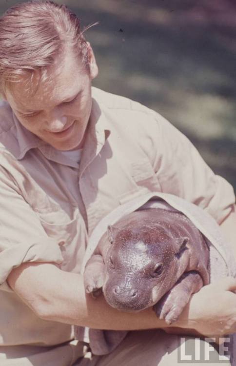 Zookeeper with pygmy hippo(Nina Leen. 1964?)