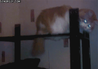 memator:  Great Costume Idea For Your Cat http://ift.tt/1DXbwz4 