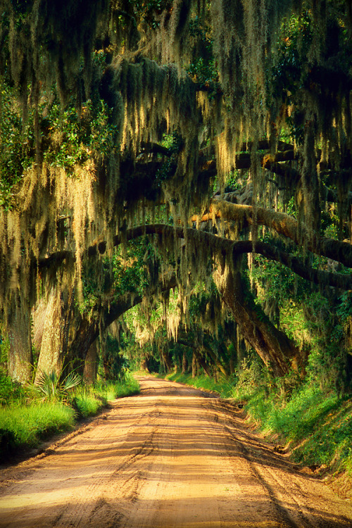 hueandeyephotography:Rural road, Edisto Island, South Carolina  © Doug Hickok  All Rights Reserved