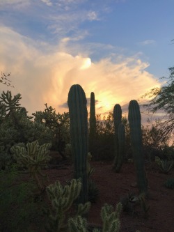 lyssaarose:  Desert Botanical Gardens | Phoenix,