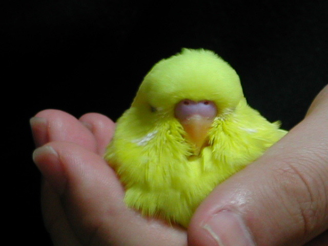 fat-birds:  lavastormsw:  bizarro-sai:  I…what…omg.  SO CUTE  BUDGIE 