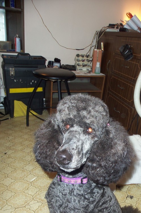   One of the dogs we work on and is one of the best Standard Poodles we get. Yes,