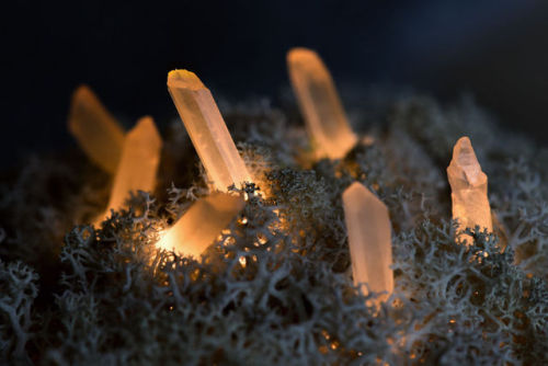 boredpanda:    We Make Unique Lamps From Real Crystals And Moss