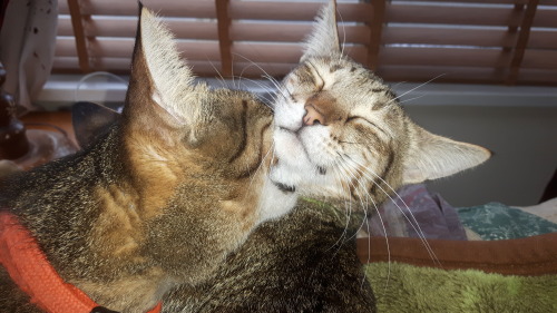 eragonshadeslayersnailvanquisher:Silly cats to combat the Monday blues. Apparently Khonsu thinks tha