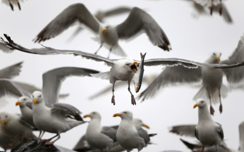 “A gull tosses a herring in the air after it stole it from a delivery truck in Rockland, Maine
”
Picture: AP (via Animal pictures of the week: 10 July 2015 - Telegraph)