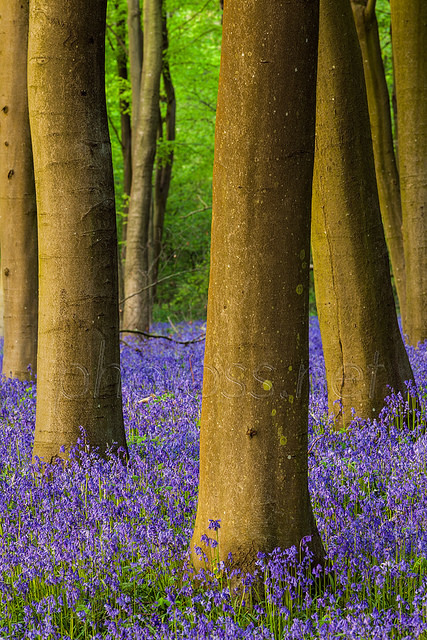 taarik7:  Communion by S l a w e k on Flickr. 
