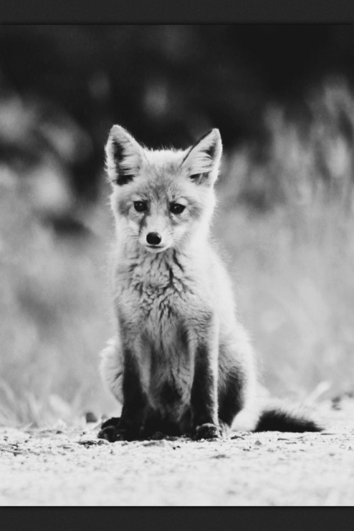 fuckyeahfoxfriends:  wild-ish:  Foxes are just fucken ridiculous  I love reblogging photosets like this. 