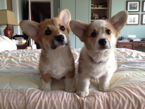 corgiaddict:Ci and Davy trying not to be too cute.