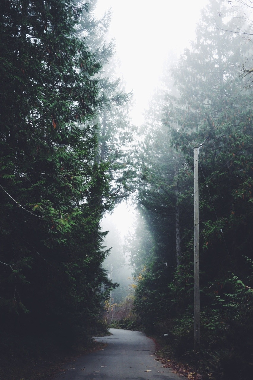 vhord:  chernobyl-tea-party:  eartheld:  chelsearoseg:  xx  mostly nature  Mostly