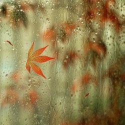 Leaf in the window! en We Heart It. http://weheartit.com/entry/80517815/via/kati1280