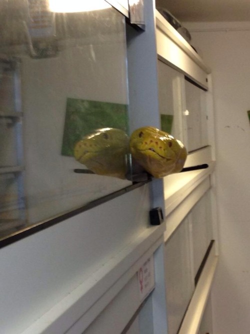phoenixregeneration:  krazyokami:  phoenixregeneration:  NYELLO!  PUT A YELLOW HAT ON HIM AND HE LOOKS LIKE THE MASK!!    SSSSSSSSSSSSSSSSMOKIN’! 