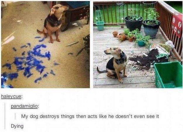 itsstuckyinmyhead:Dogs and Tumblr