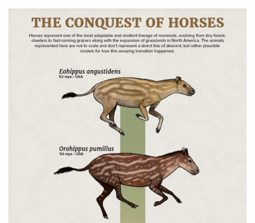 paleoart:Evolution Series: The Conquest of HorsesHorses represent one of the most adaptable and resi