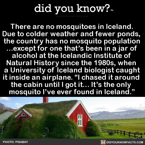 did-you-know:There are no mosquitoes in Iceland. Due to colder weather and fewer ponds, the country 