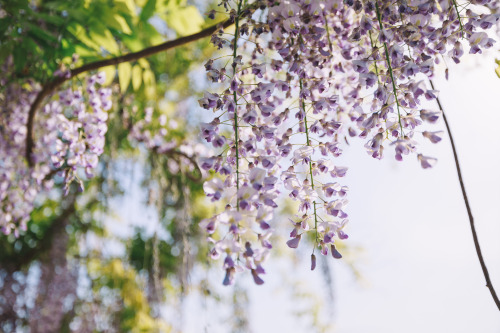 2022-05-01Spring, Wisteria flowerCanon EOS R3 + RF15-35mm f2.8L ISInstagram  |  hwantastic79vivid