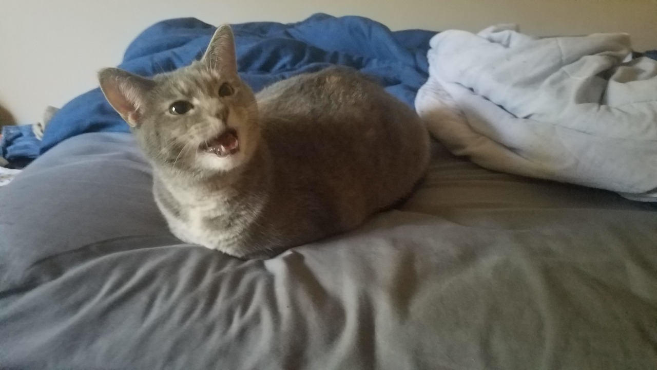 Unflattering Cat Selfies