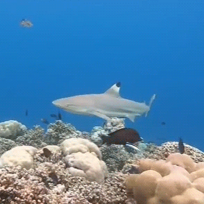 calmsmedown:black tip reef sharks stim board for anon - all gifs made by me - credits below Keep rea