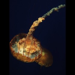 torikwebb:  Creatures of the deep. #jellyfish