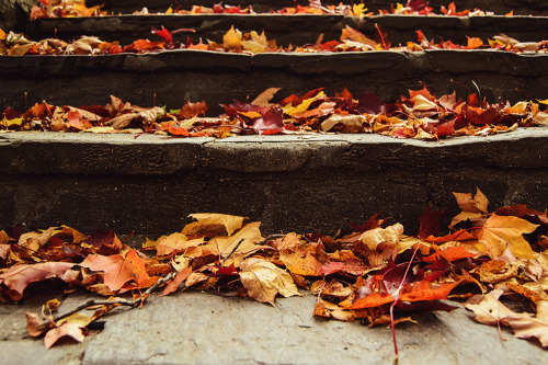 Fallen leaves on stone stairs