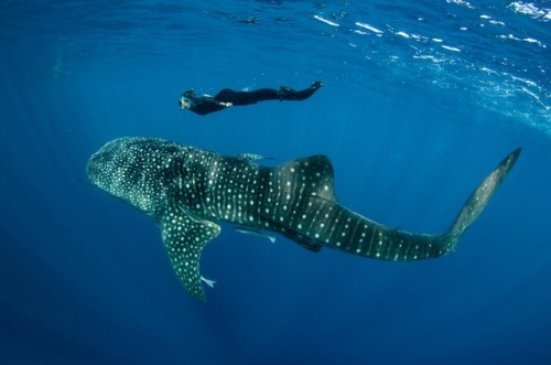 Porn photo donutdoxy: mymodernmet: Majestic Whale Sharks