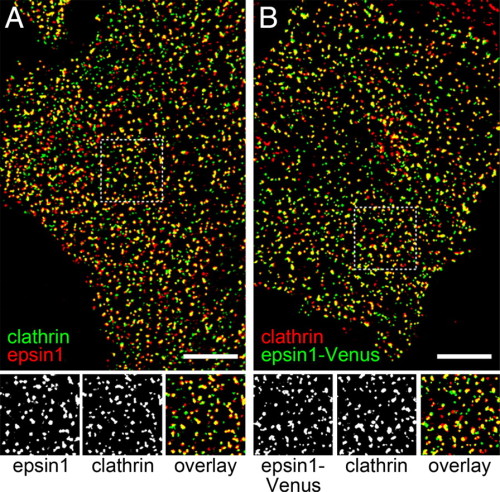 Intracellular distribution of epsin 1. (A Upper) Immunofluorescence image of endogenous epsin 1 (red