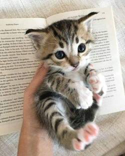 everythingfox:Handful of cat