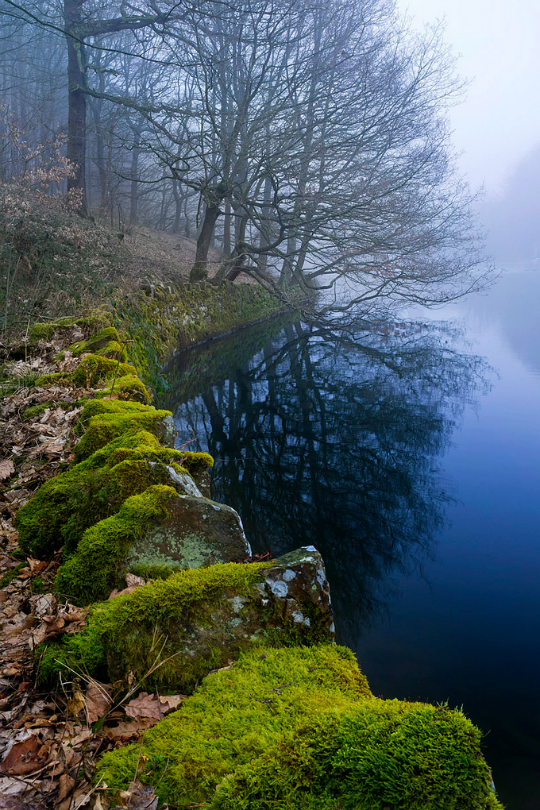 tulipnight:  Shroud by William6201 