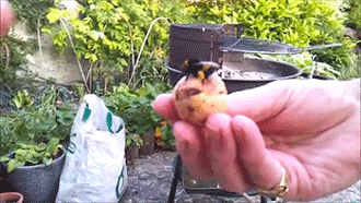 sizvideos:  Video - Via Siz iOS app